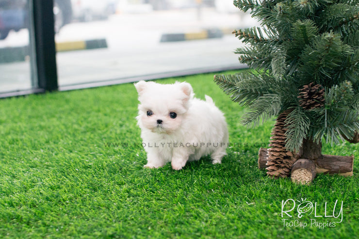 Rolly Teacup Puppies Lily - Maltese. F.