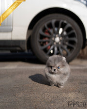 MARBLES - FEMALE (PURCHASED by MITCHEL)