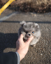 MARBLES - FEMALE (PURCHASED by MITCHEL)