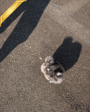MARBLES - FEMALE (PURCHASED by MITCHEL)