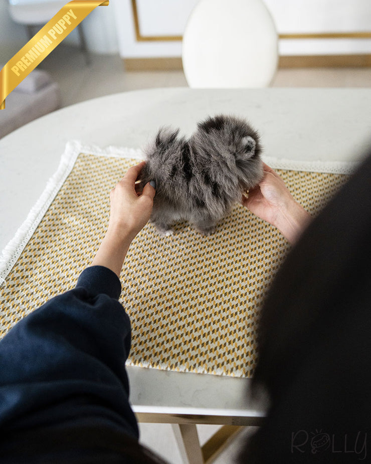 MARBLES - FEMALE (PURCHASED by MITCHEL)