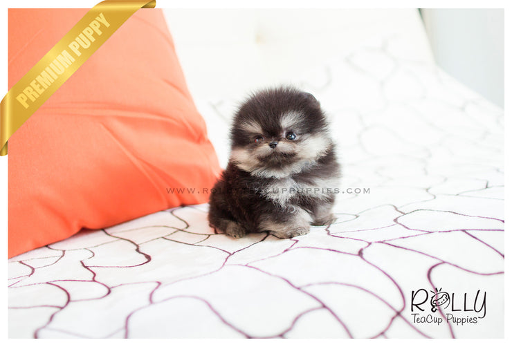 Rolly Teacup Puppies Ariel - Pomeranian. F.
