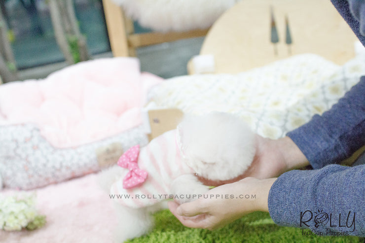 Rolly Teacup Puppies Penny - Pomeranian. F.