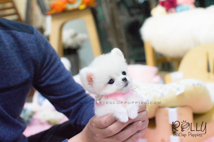 Rolly Teacup Puppies Penny - Pomeranian. F.