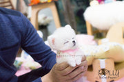 Rolly Teacup Puppies Penny - Pomeranian. F.