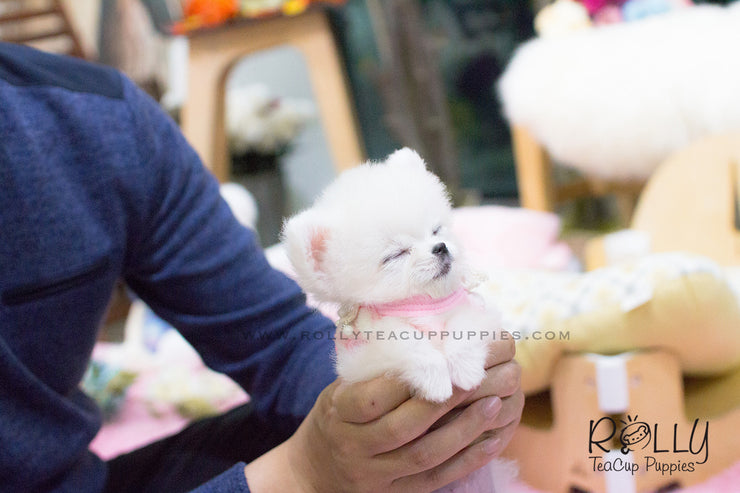 Rolly Teacup Puppies Penny - Pomeranian. F.