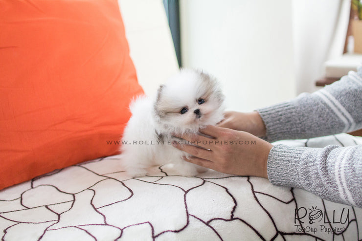 Rolly Teacup Puppies (SOLD to Herczeg) Cindy - Pomeranian. F.