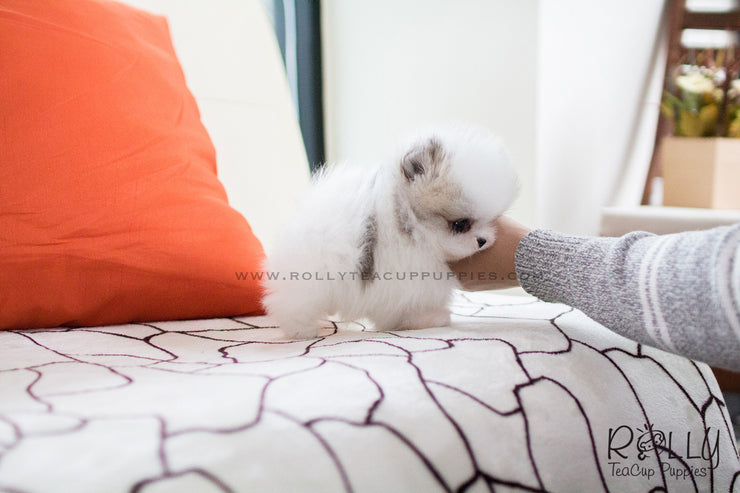Rolly Teacup Puppies (SOLD to Herczeg) Cindy - Pomeranian. F.