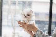 Rolly Teacup Puppies (SOLD to Herczeg) Cindy - Pomeranian. F.
