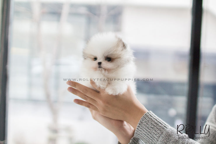 Rolly Teacup Puppies (SOLD to Herczeg) Cindy - Pomeranian. F.