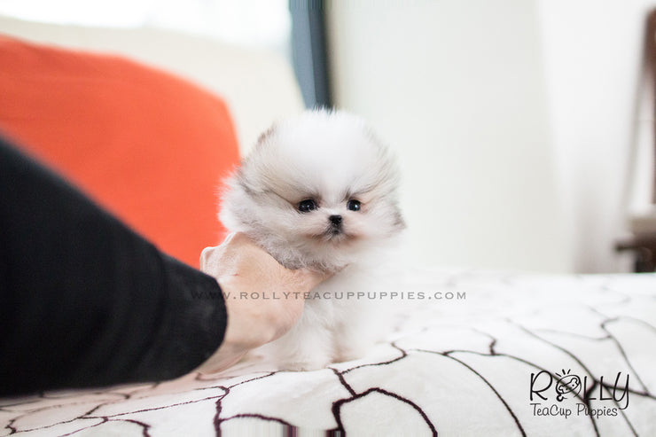 Rolly Teacup Puppies (SOLD to Herczeg) Cindy - Pomeranian. F.