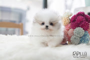 Rolly Teacup Puppies (SOLD to Herczeg) Cindy - Pomeranian. F.