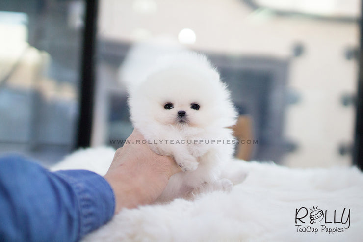 Rolly Teacup Puppies Aspen - Pomeranian. M.