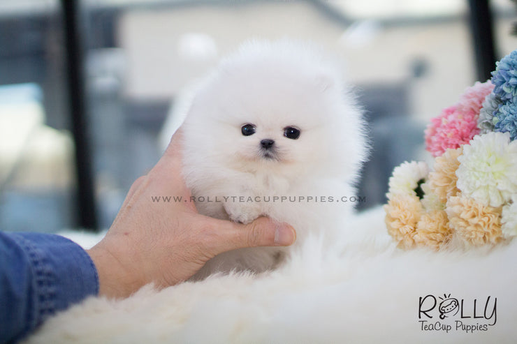 Rolly Teacup Puppies Aspen - Pomeranian. M.