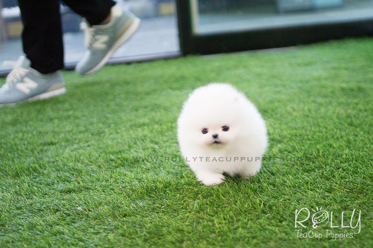 Rolly Teacup Puppies Aspen - Pomeranian. M.