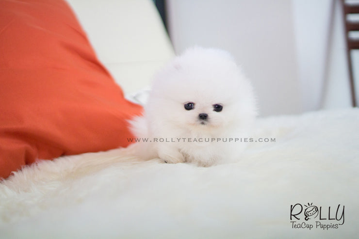 Rolly Teacup Puppies Aspen - Pomeranian. M.