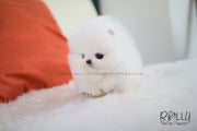 Rolly Teacup Puppies Aspen - Pomeranian. M.