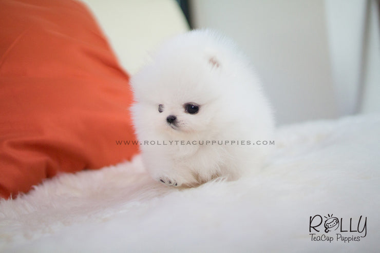 Rolly Teacup Puppies Aspen - Pomeranian. M.