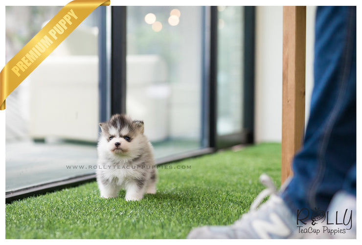 Rolly Teacup Puppies (SOLD to Silfanus) Regis - Pomsky. M.