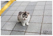 Rolly Teacup Puppies (SOLD to Silfanus) Regis - Pomsky. M.