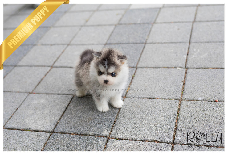 Rolly Teacup Puppies (SOLD to Silfanus) Regis - Pomsky. M.