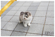 Rolly Teacup Puppies (SOLD to Silfanus) Regis - Pomsky. M.