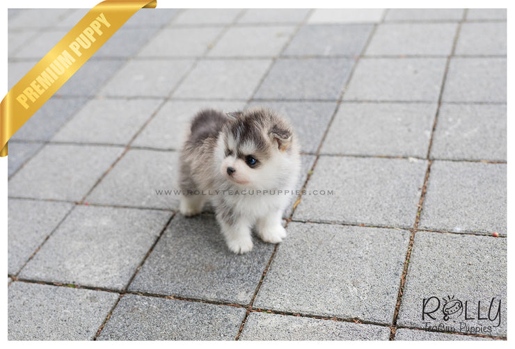 Rolly Teacup Puppies (SOLD to Silfanus) Regis - Pomsky. M.