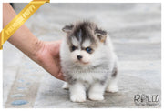 Rolly Teacup Puppies (SOLD to Silfanus) Regis - Pomsky. M.