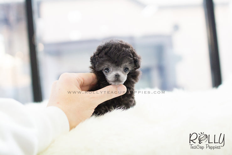 Rolly Teacup Puppies (SOLD to Oliver) Cara - Poodle. F.