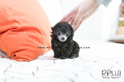 Rolly Teacup Puppies (SOLD to Oliver) Cara - Poodle. F.