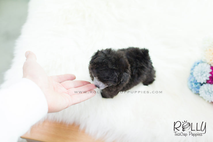Rolly Teacup Puppies (SOLD to Oliver) Cara - Poodle. F.