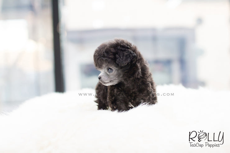 Rolly Teacup Puppies (SOLD to Oliver) Cara - Poodle. F.