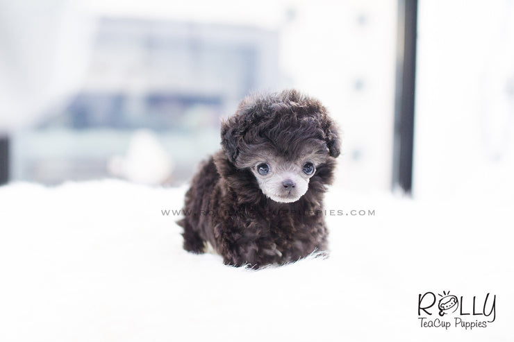 Rolly Teacup Puppies (SOLD to Oliver) Cara - Poodle. F.