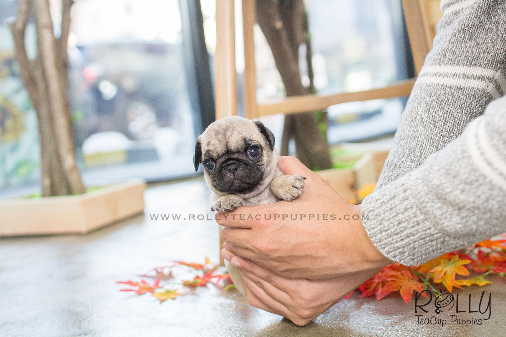 Rolly teacup pug online