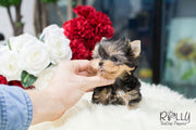 Rolly Teacup Puppies Toby - Yorkie. M.
