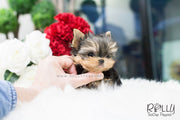 Rolly Teacup Puppies Toby - Yorkie. M.